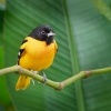 Trupial baltimorsky - Icterus galbula - Baltimore Oriole o1643